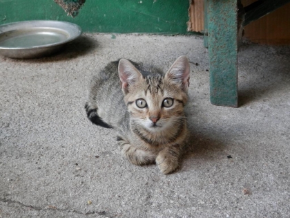 ДОБРИТЕ КОТЕНЦА